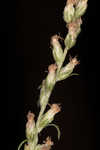 Common wormwood 